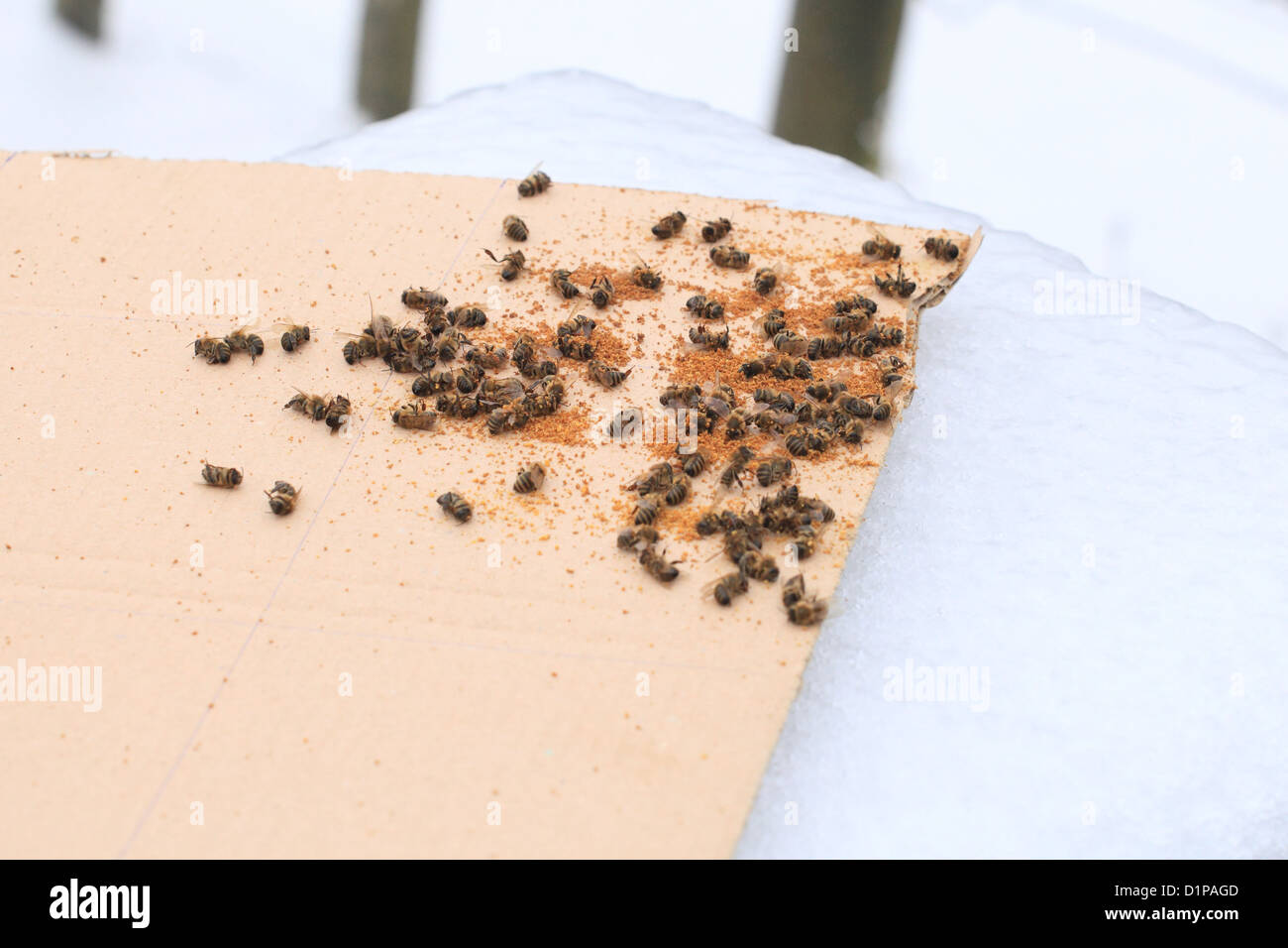 Pila di dead Western miele api (Apis mellifera) sul conteggio di acaro di bordo. Foto Stock