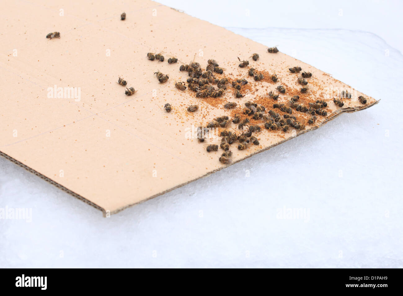 Pila di dead Western miele api (Apis mellifera) sul conteggio di acaro di bordo. Foto Stock