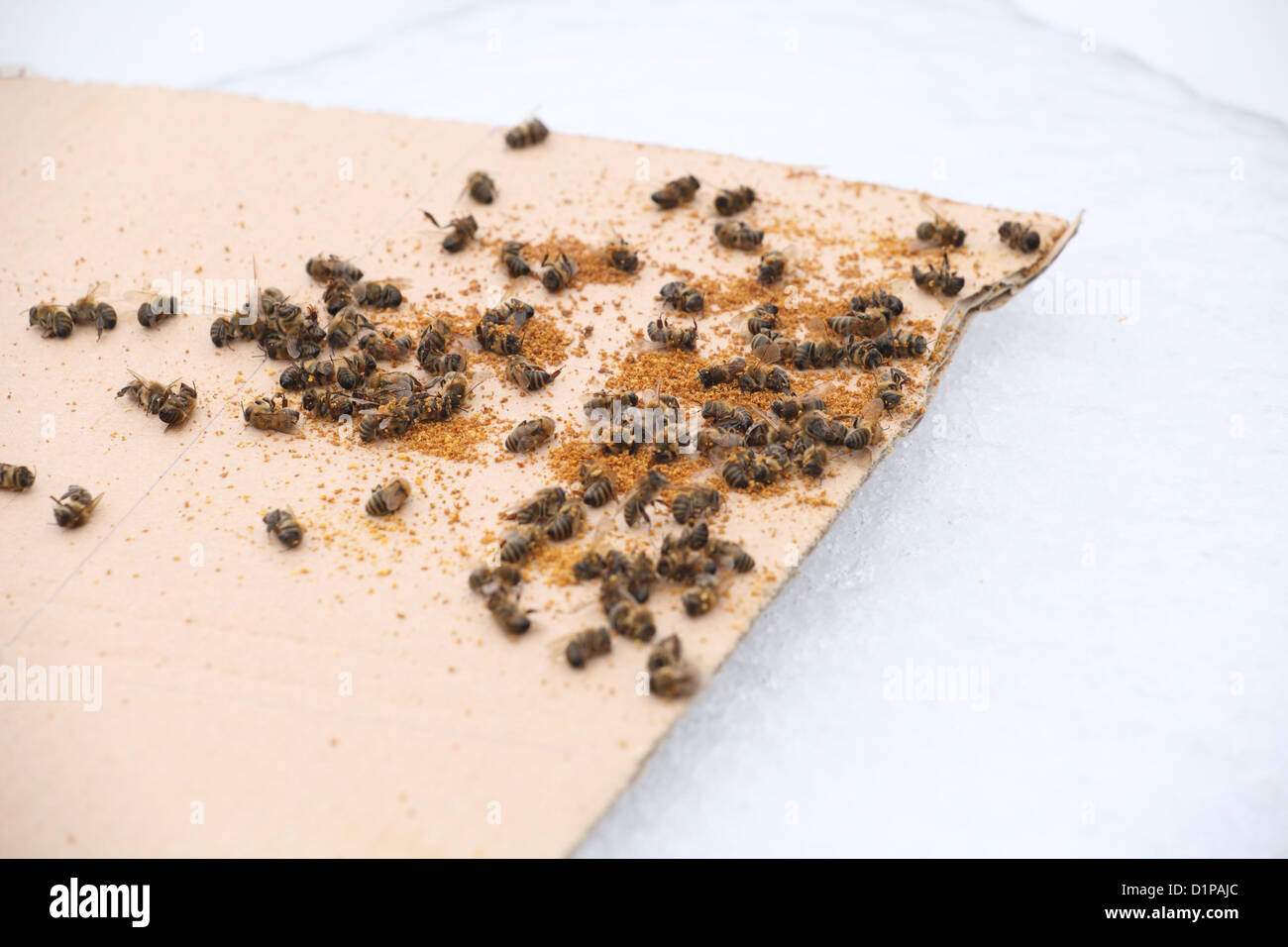 Pila di dead Western miele api (Apis mellifera) sul conteggio di acaro di bordo. Foto Stock