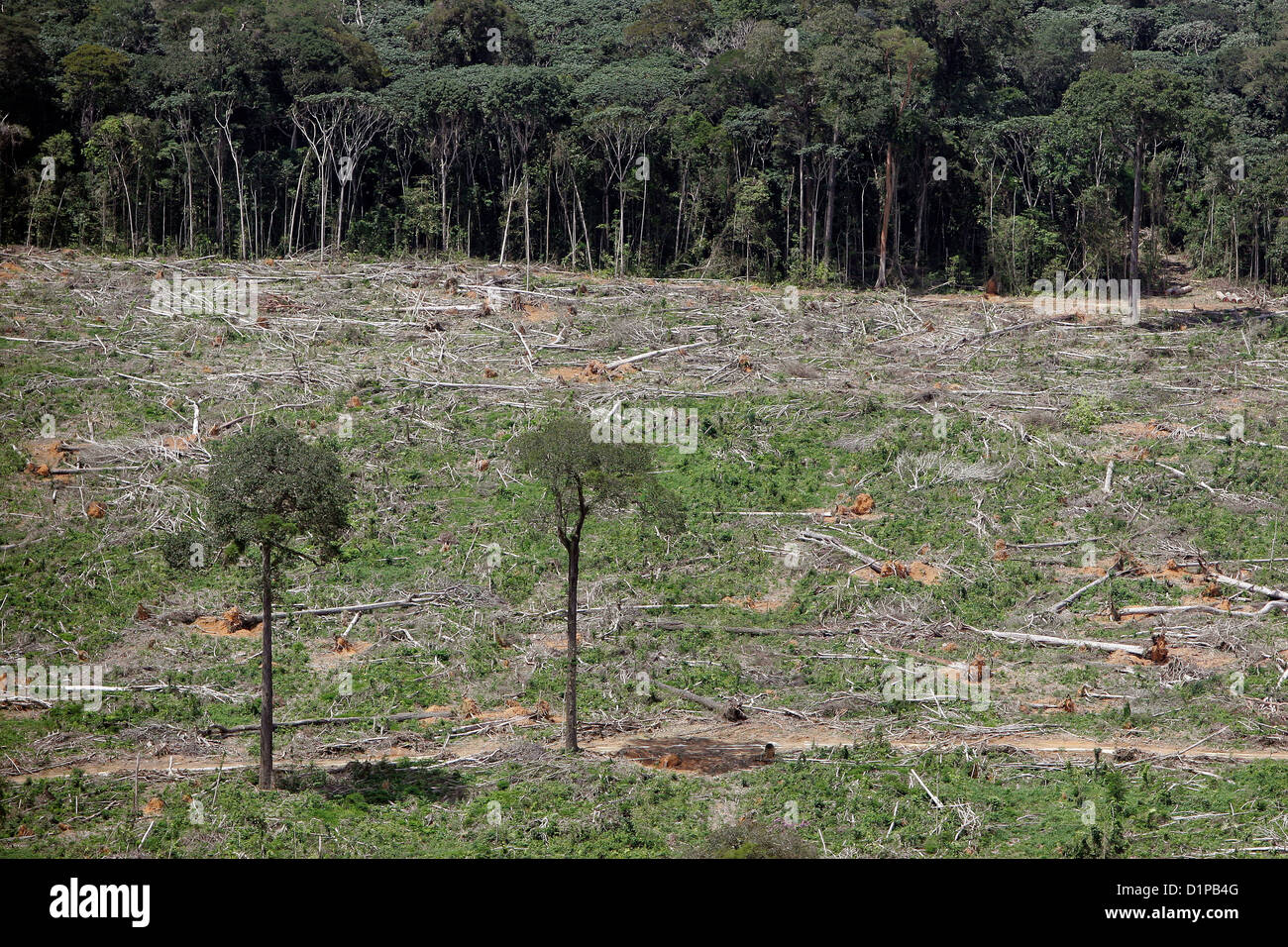 Amazon rain forest gioco per l'agricoltura la deforestazione per  l'industria agro-alimentare isolato Brasile alberi da frutta a guscio  condannato a morte Foto stock - Alamy