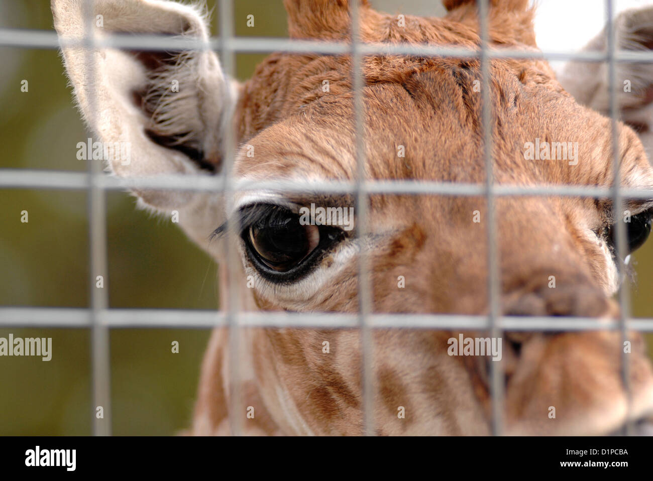 La giraffa in cattività, close up dell'occhio di un captive giraffe Foto Stock