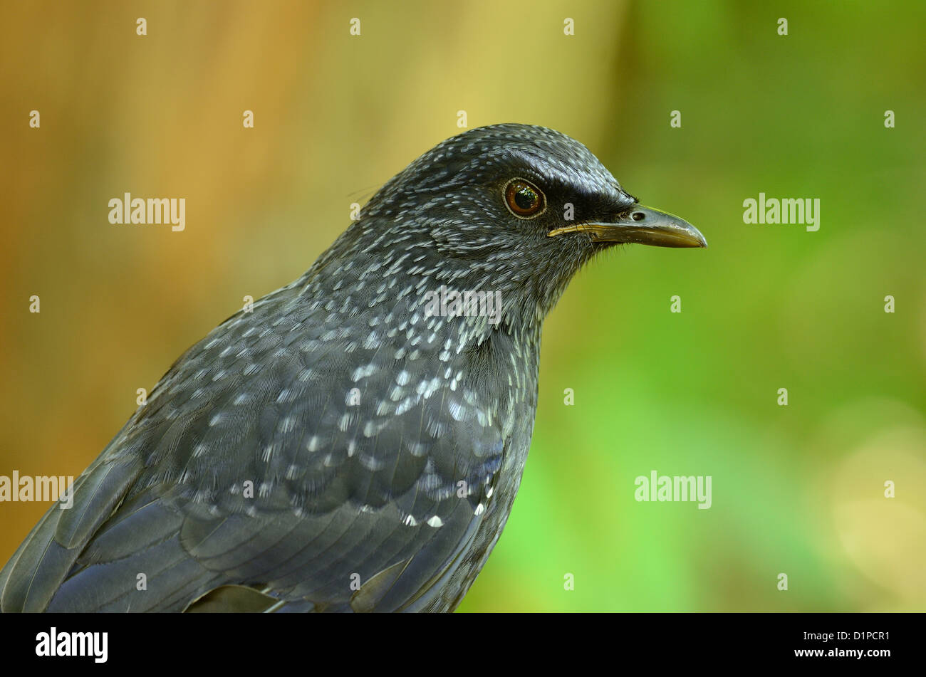 Bella blu sibilo tordo (Myiophoneus caeruleus) nella foresta thailandese Foto Stock