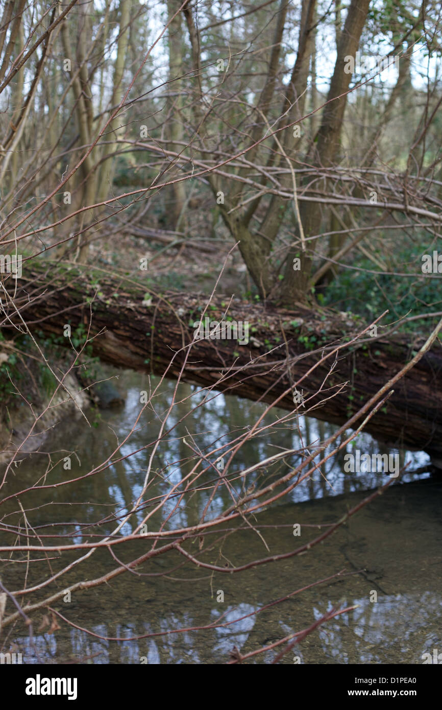 Stream circondato da alberi in zona rurale Foto Stock