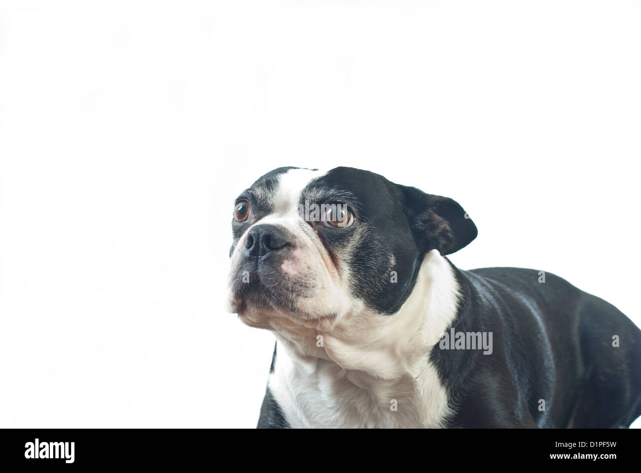 Boston Terrier, nero, di medie dimensioni, grazioso, compattamente costruito, cane, razza canina, Foto Stock