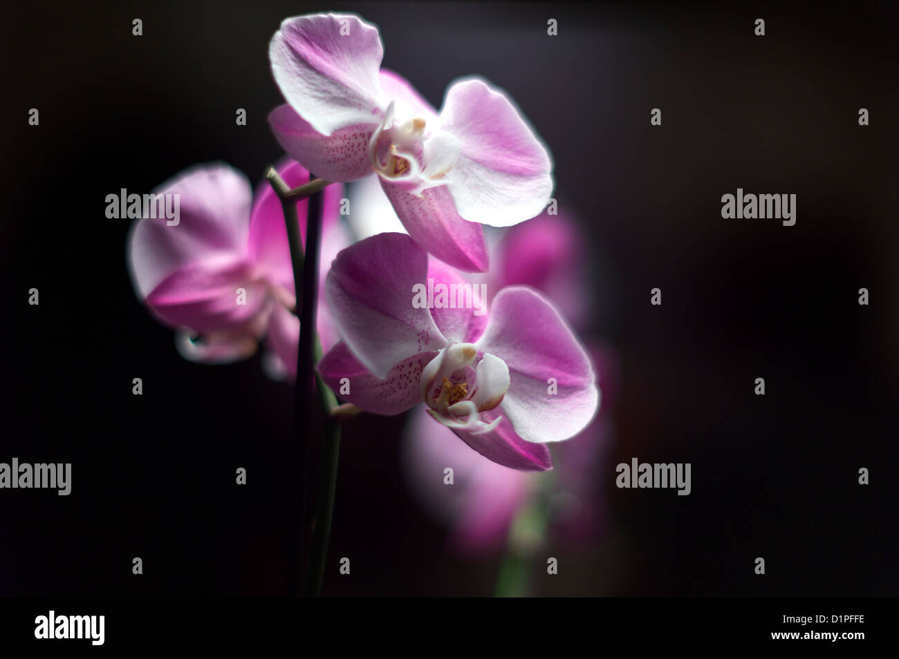 Close up di rosa e white orchid spray Foto Stock