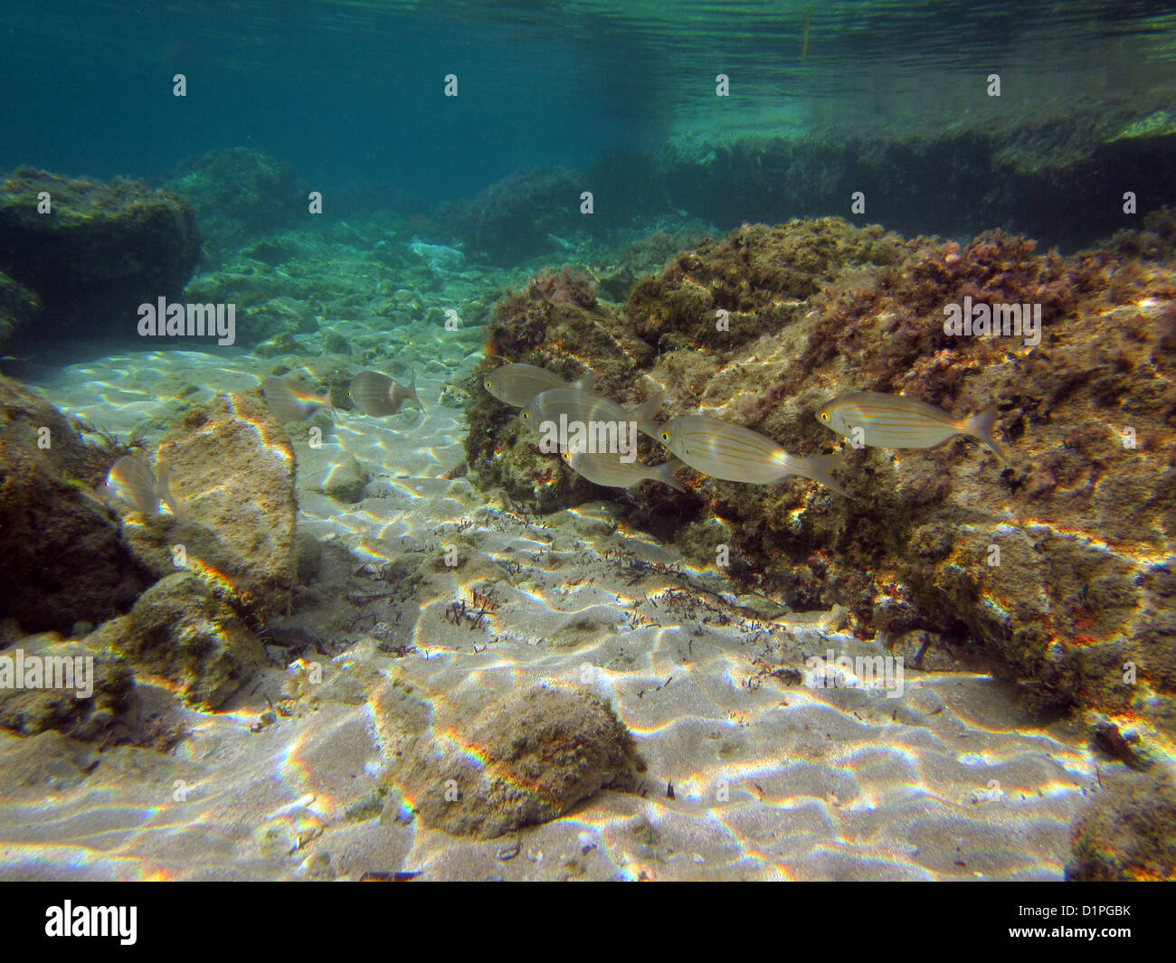 Un gregge di salpa pescare in acque poco profonde Foto Stock