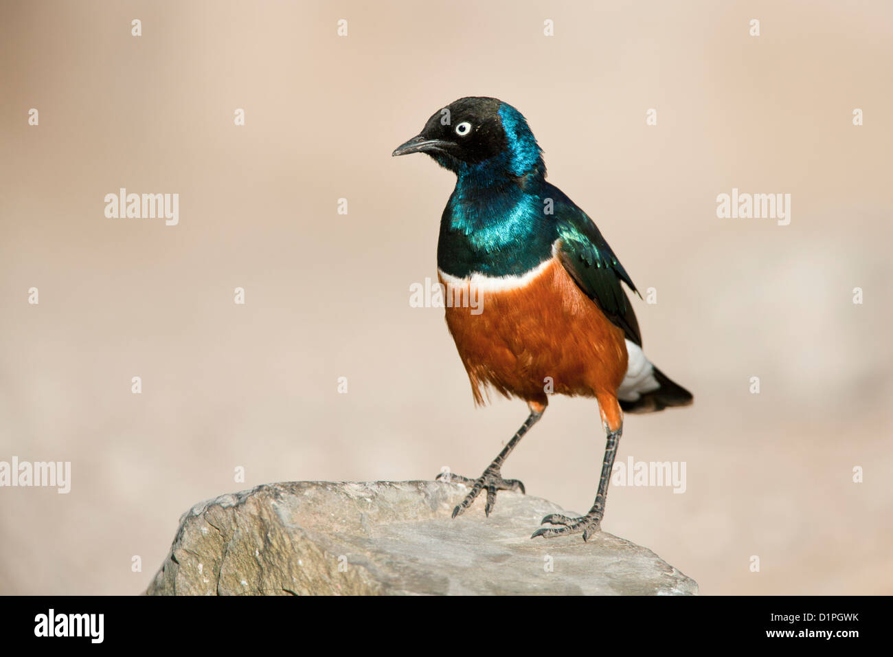 Superba Starling (Lamprotornis superbus) Serengeti National Park, Tanzania Africa Foto Stock