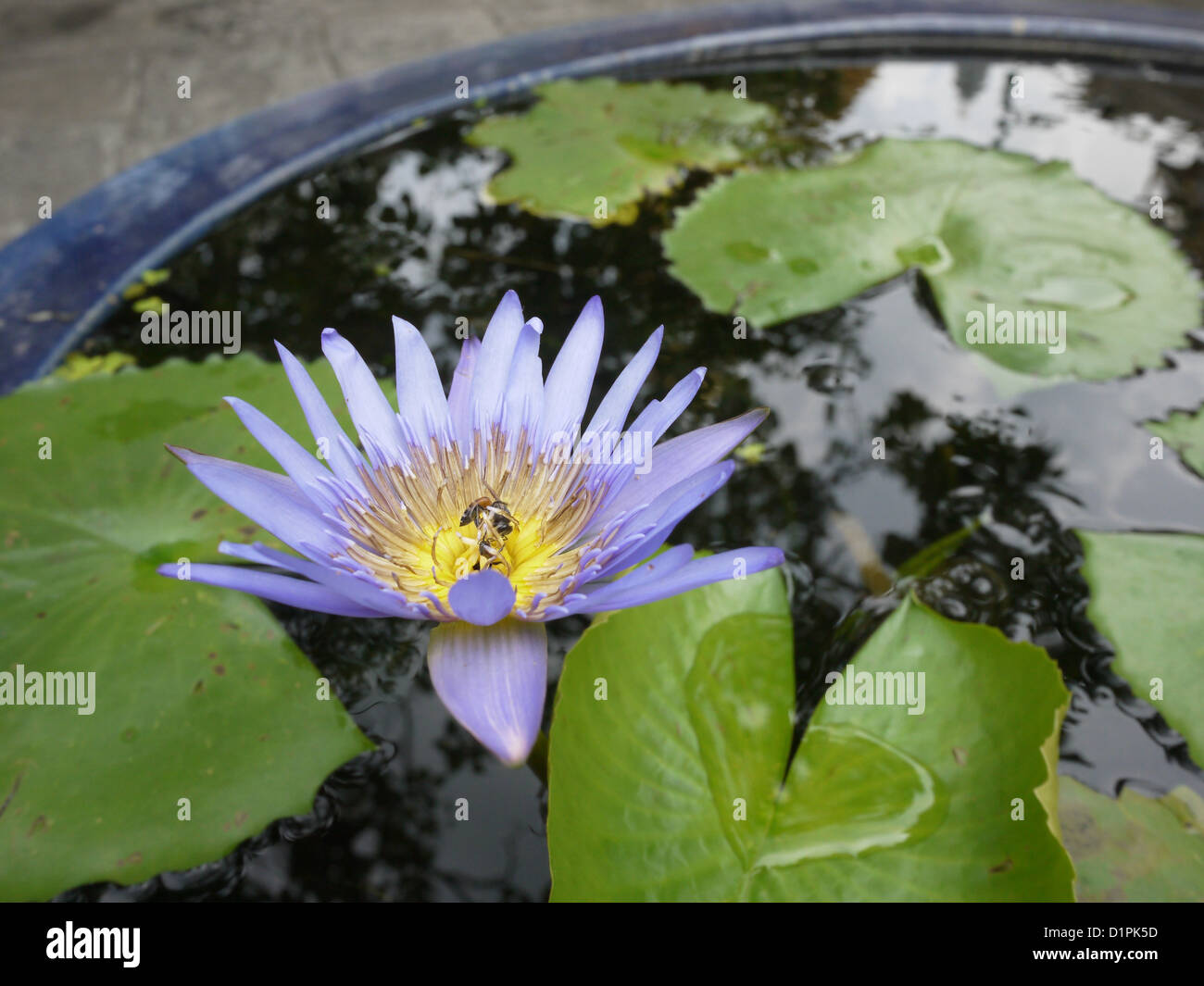 Fiore viola lotus lascia Foto Stock
