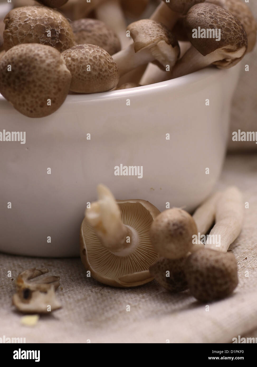 Selezione di faggio marrone di funghi in piccolo vaso in Cina Foto Stock