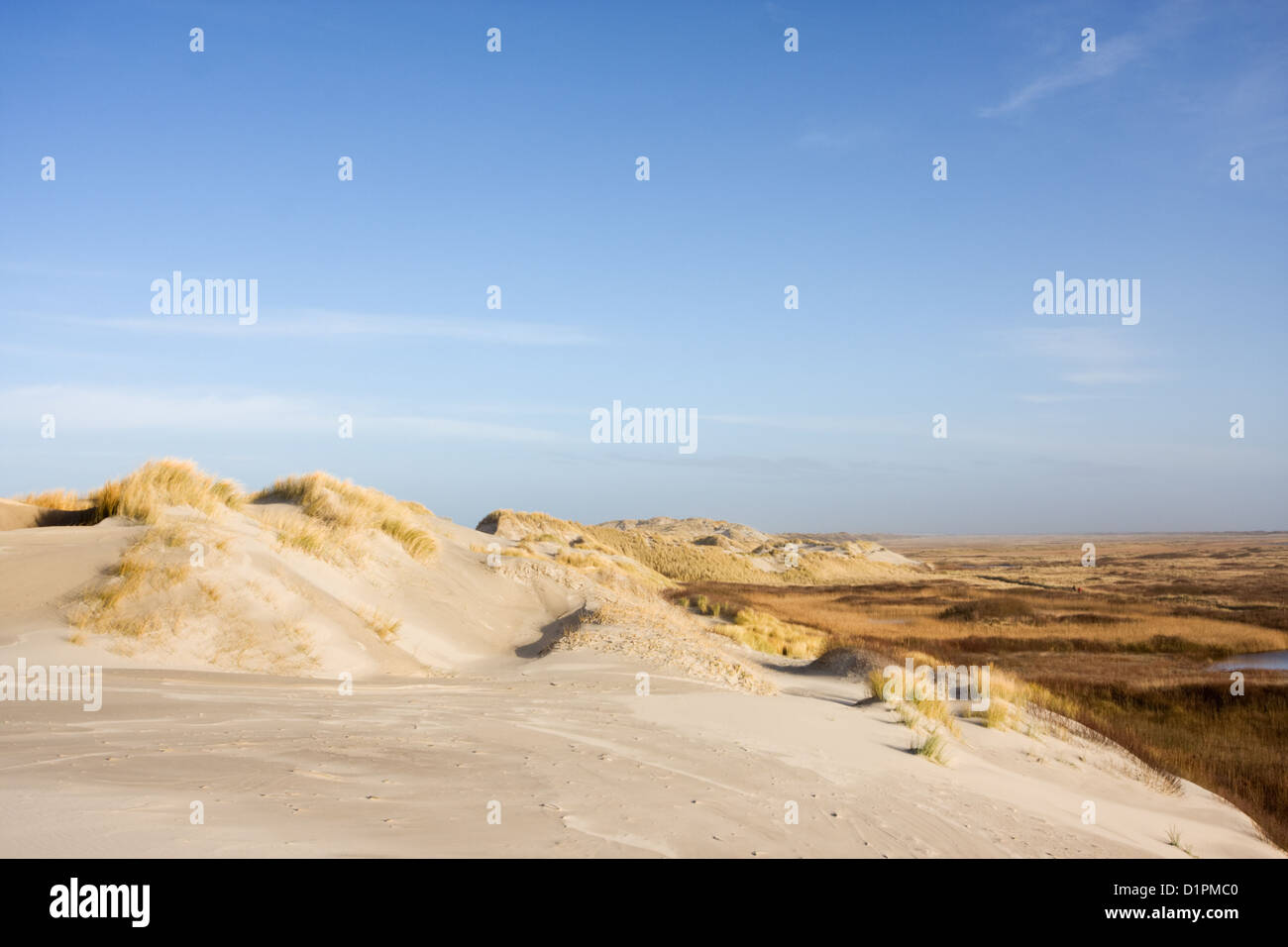 Dune, cresciuto con spiaggia di erba, sullo sfondo di una palude salata. Foto Stock Dune, cresciuto con spiaggia di erba, sullo sfondo di una palude salata. Foto Stock