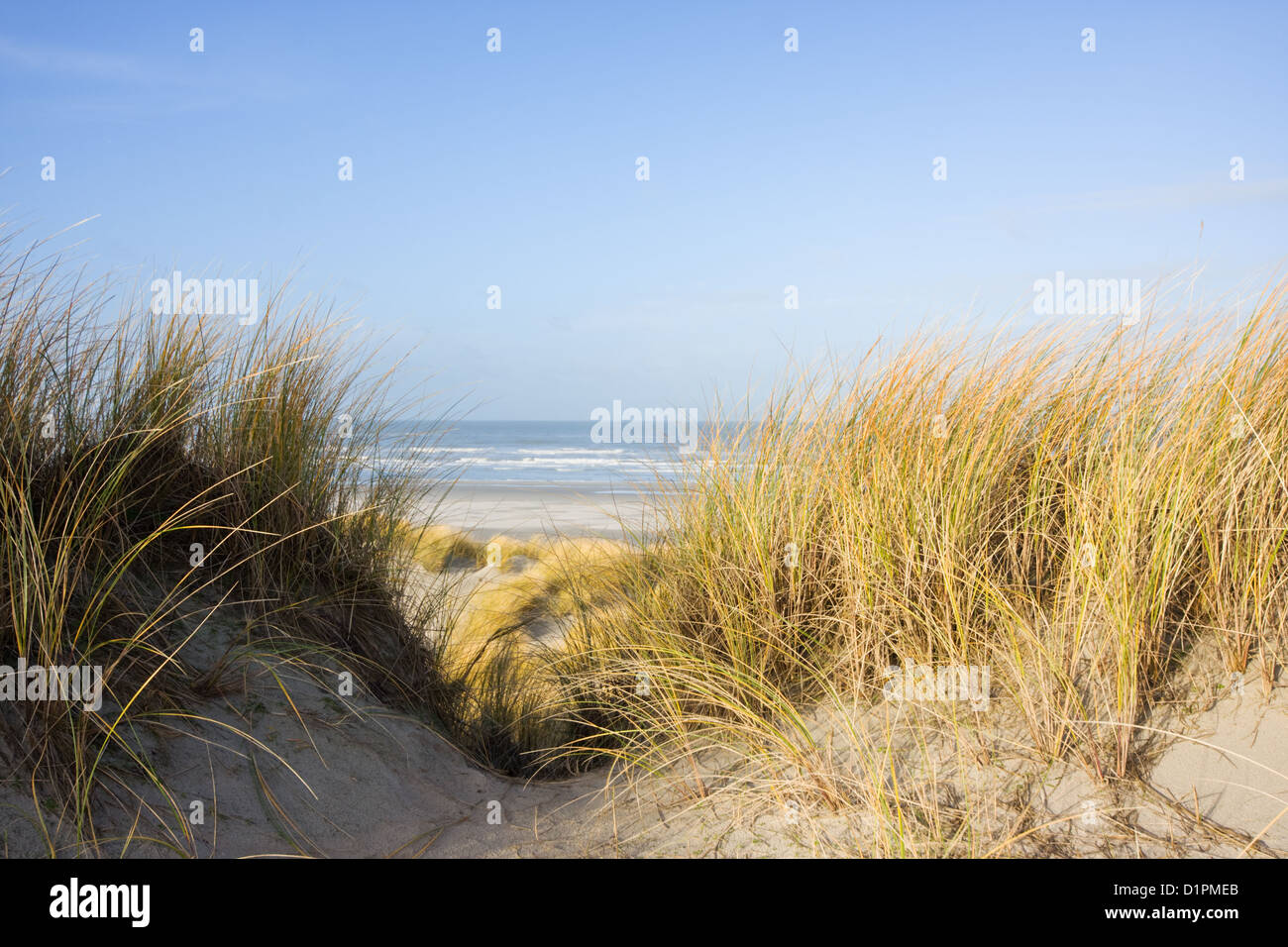 Vista tra le dune, cresciuto con spiaggia di erba, su una vasta spiaggia e il mare. Foto Stock Vista tra le dune, cresciuto con spiaggia di erba, su una vasta spiaggia e il mare. Foto Stock