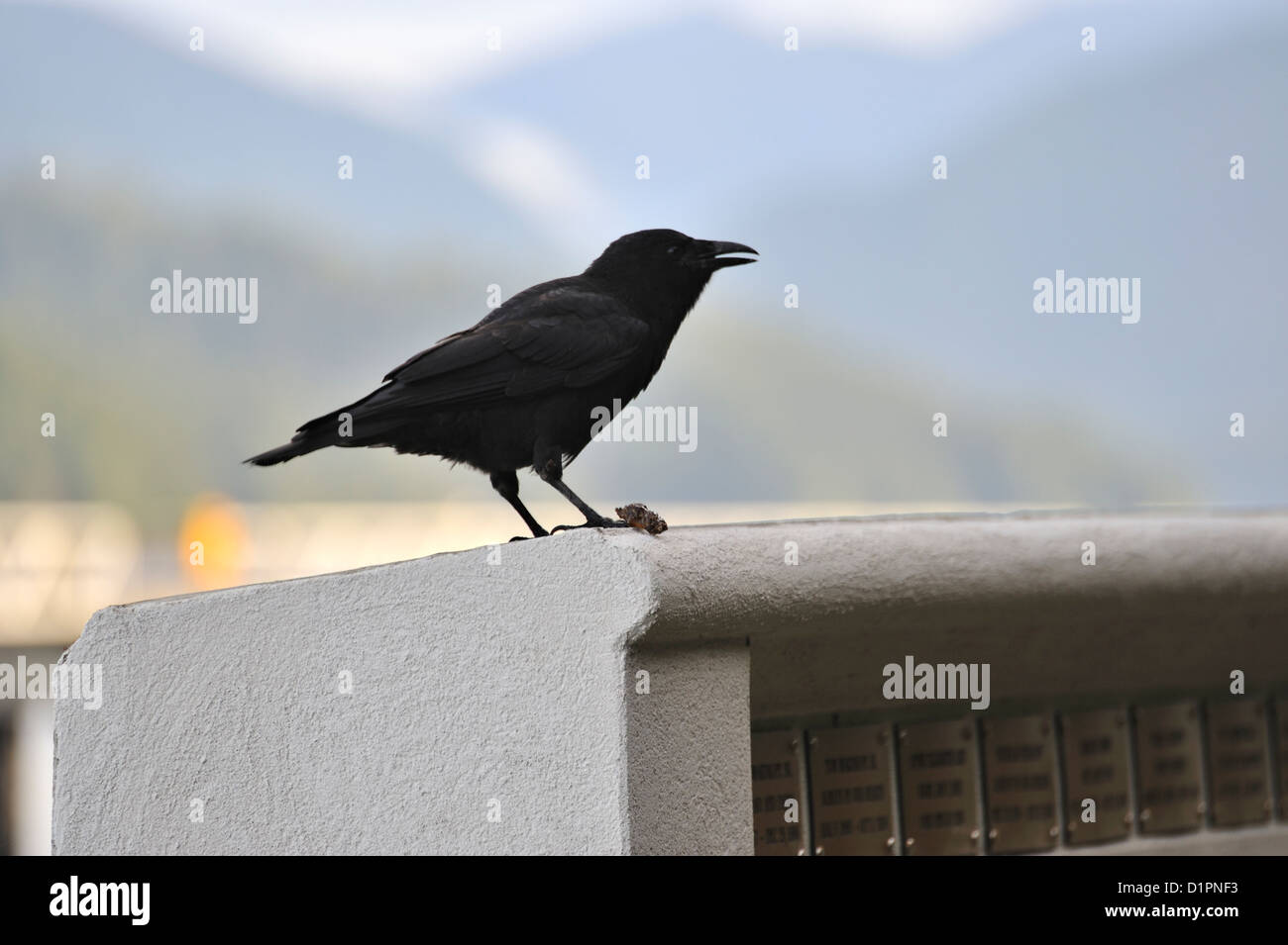 Crow alimentazione sulle lumache di mare, Prince Rupert Harbour, British Columbia, Canada Foto Stock