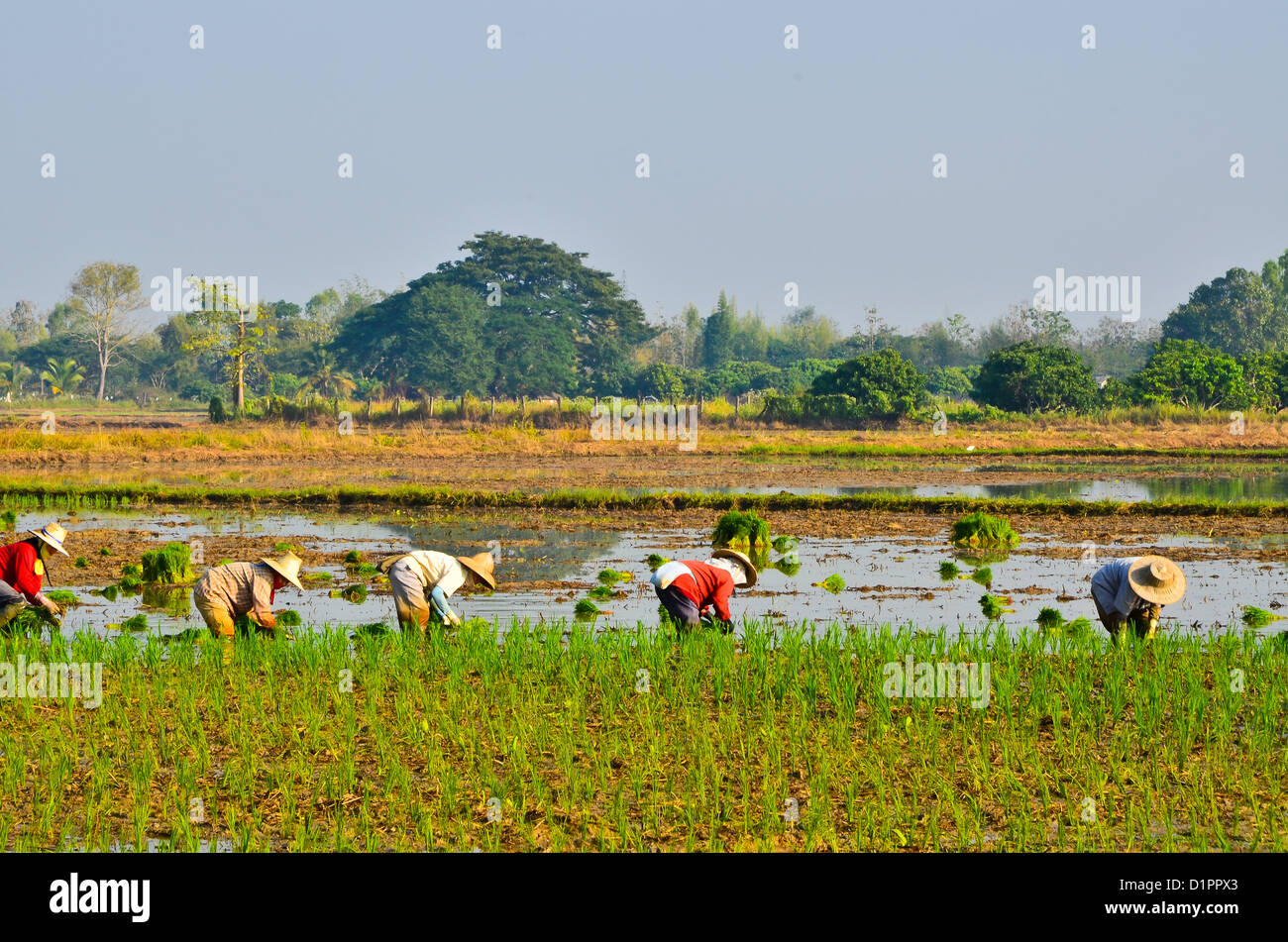 Coltivatori di riso sul campo di riso in Thailandia Foto Stock