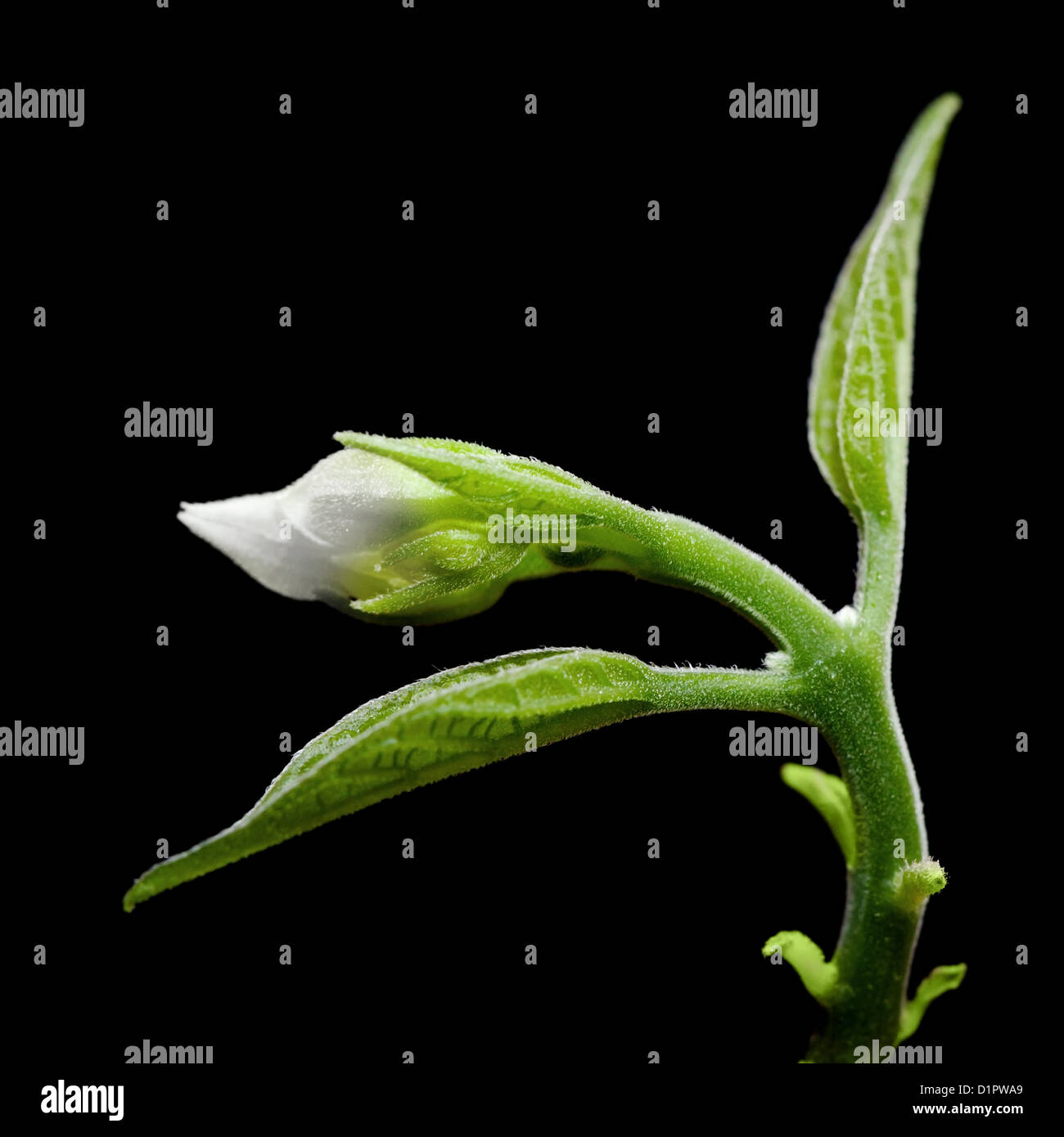 Giovane germoglio di piccolo fiore bianco isolato su sfondo nero Foto Stock