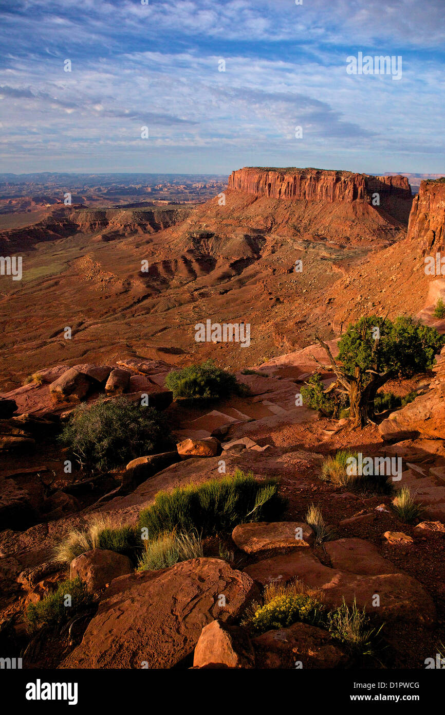 Grand View Point si affacciano, il Parco Nazionale di Canyonlands, Utah, Stati Uniti d'America Foto Stock