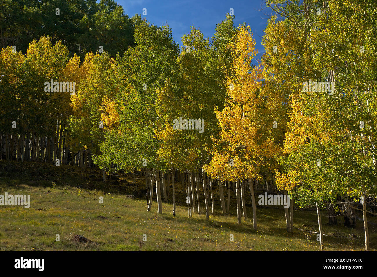 Aspen alberi, Populus tremuloides, in autunno, Dixie National Forest, Utah, Stati Uniti d'America Foto Stock