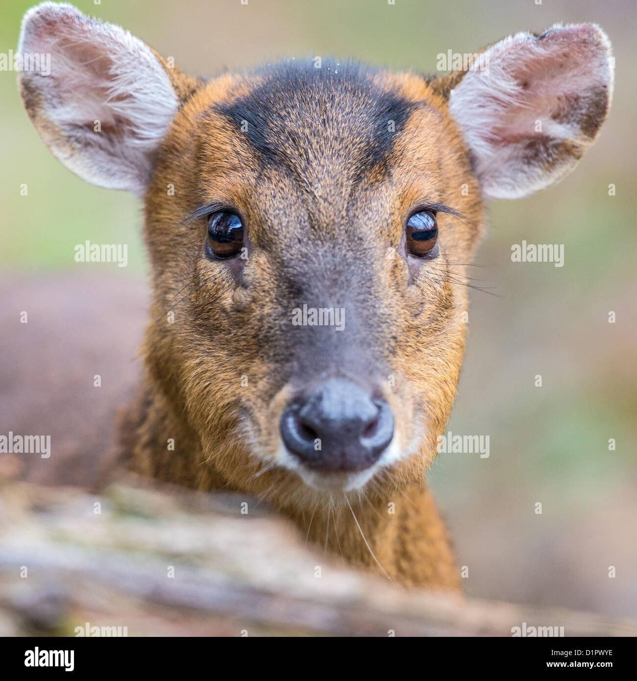 Close-up di una femmina di Reeve's muntjac deer (Muntiacus reevesi) nel bosco, REGNO UNITO Foto Stock