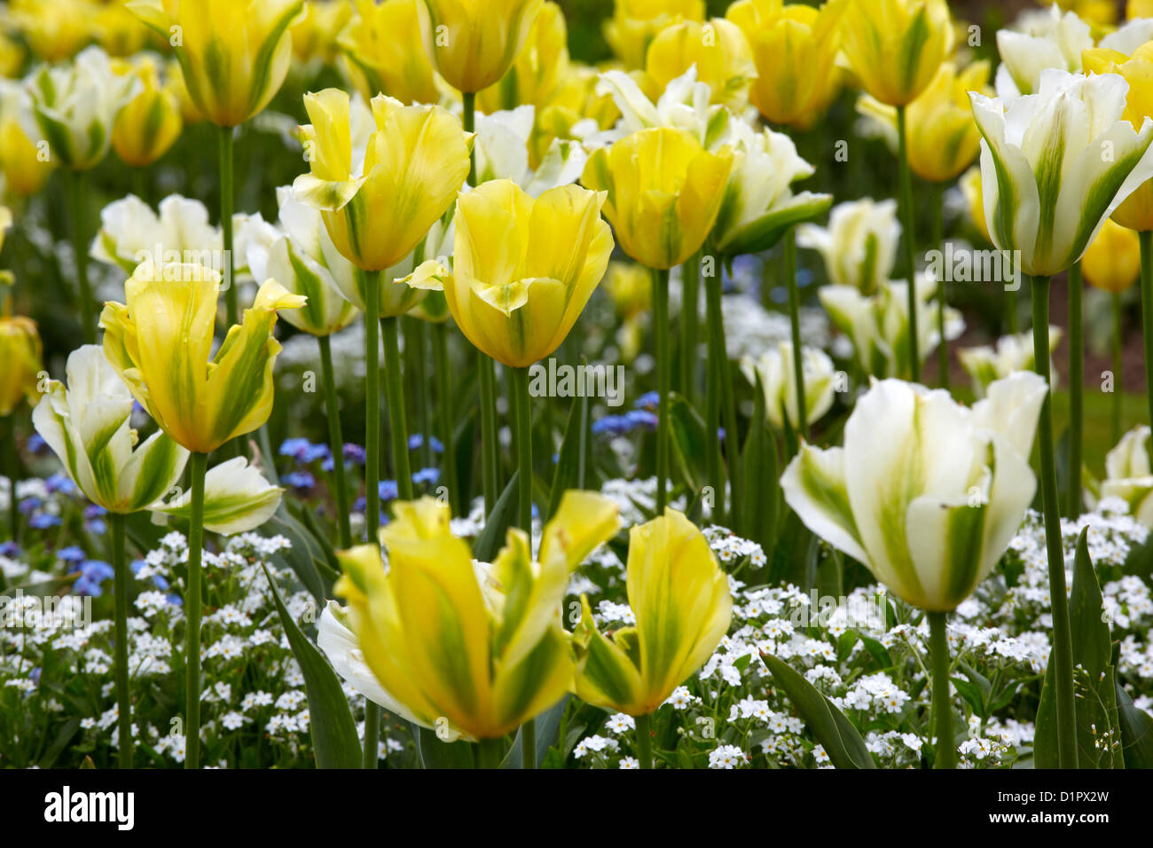 Giallo crema e tulipani stare sopra un letto di non ti scordar di me Foto Stock