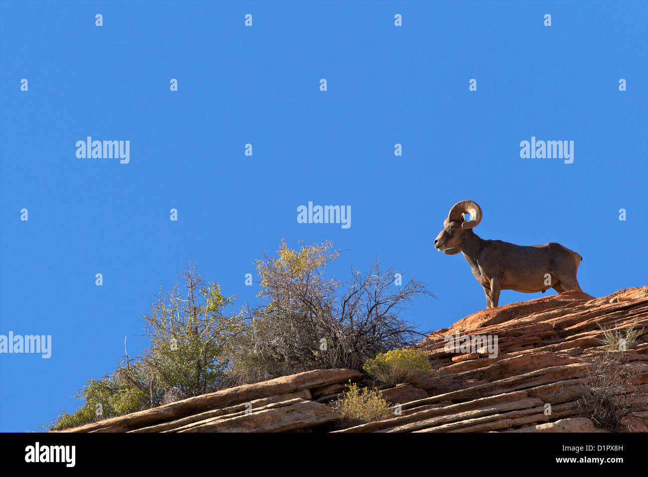 Bighorn Ram, Zion-Mount Carmel Highway, il Parco Nazionale di Zion, Utah, Stati Uniti d'America Foto Stock