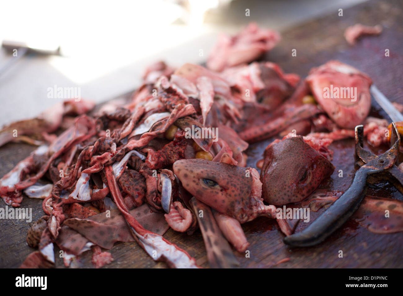 Spigola essendo eviscerati a bordo delle imbarcazioni da pesca Foto Stock