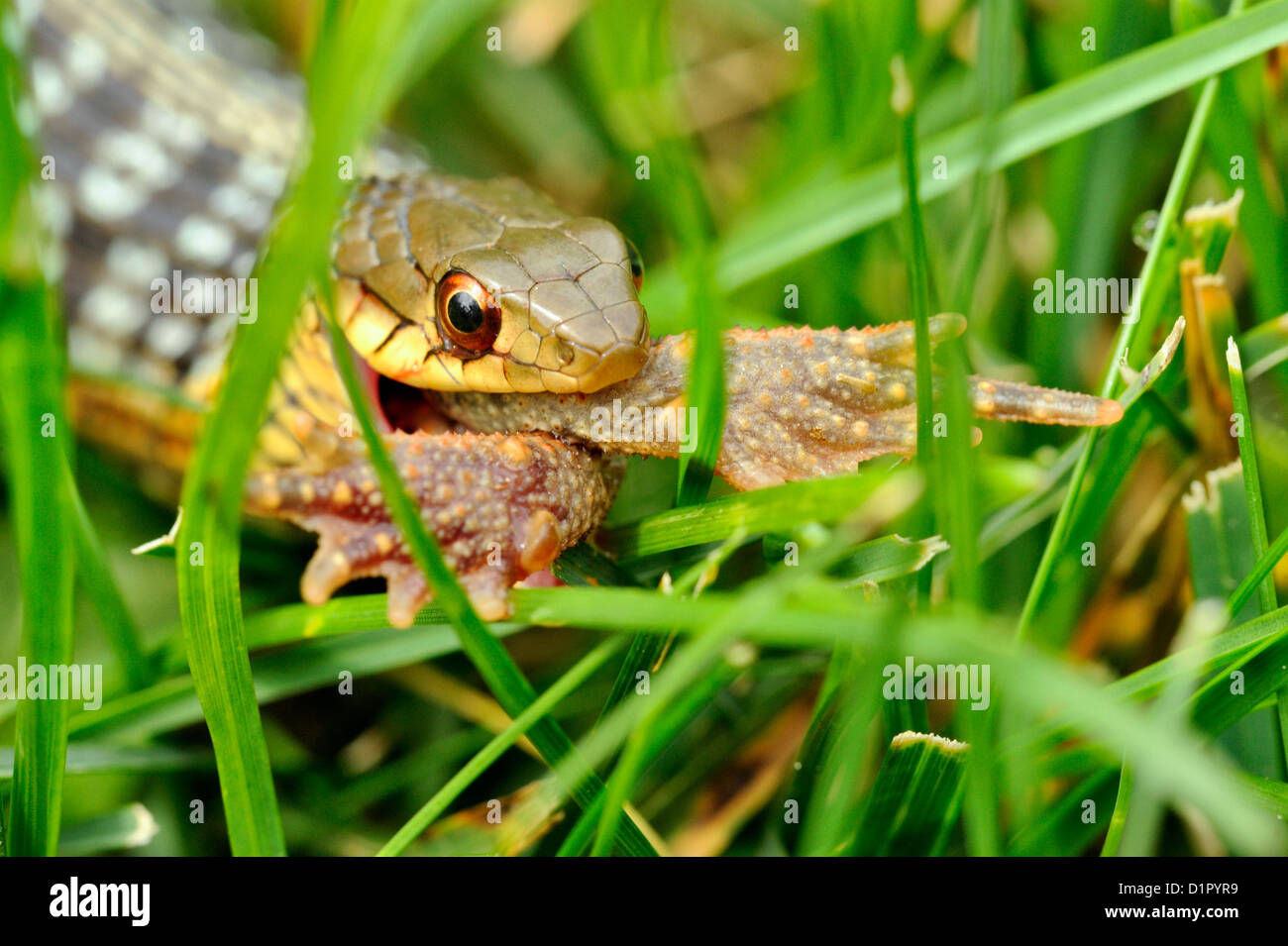 Common garter snake (Thamnophis sirtalis) deglutizione toad sul prato, maggiore Sudbury, Ontario, Canada Foto Stock