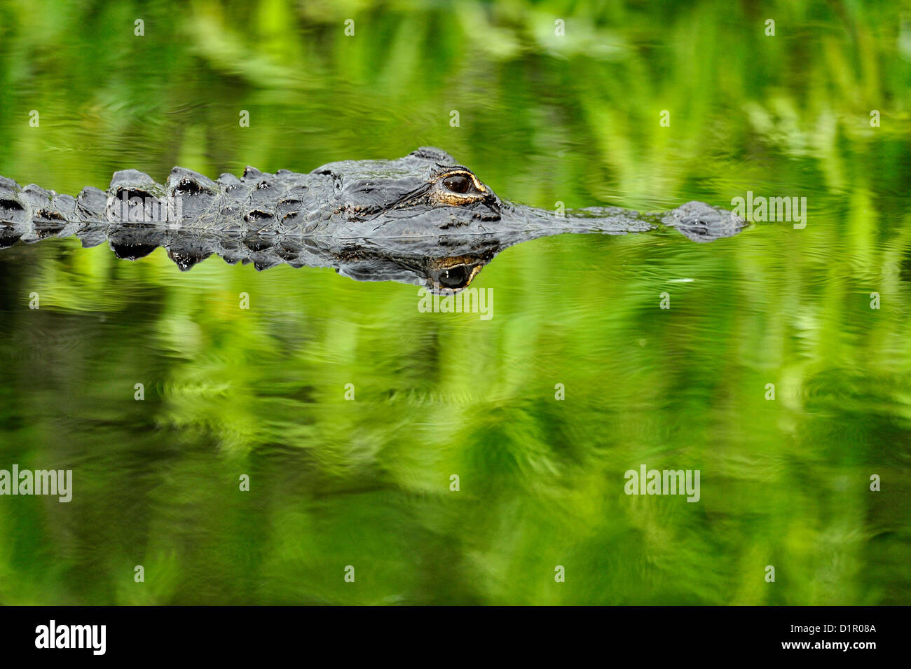 Il coccodrillo americano (missippiensis alligatore), Everglades National Park, Shark Valley, Florida, Stati Uniti d'America Foto Stock