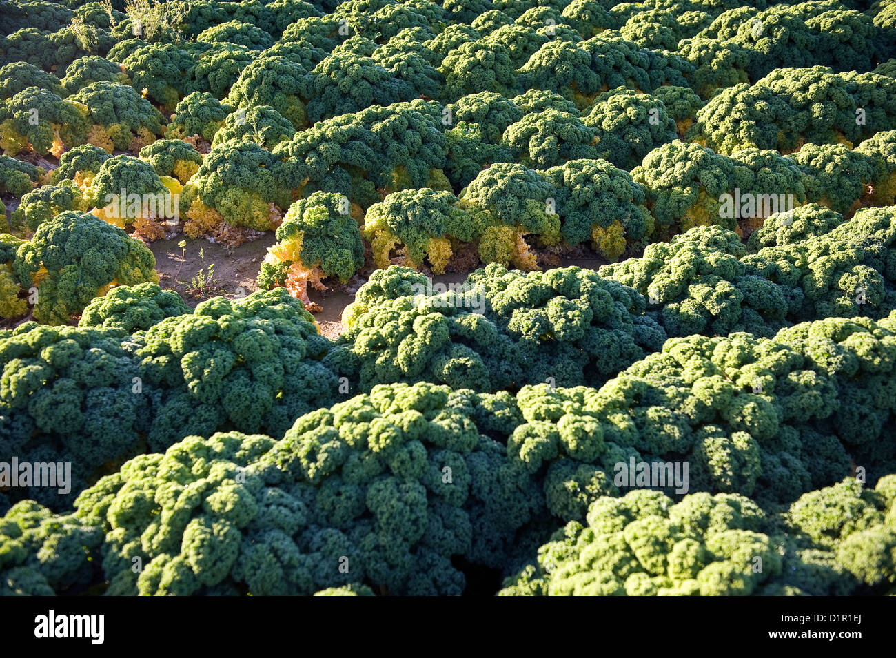 Brassica oleracea (Kale Kapitan) guardando come una foresta pluviale amazzonica visto dall'aria. Foto Stock