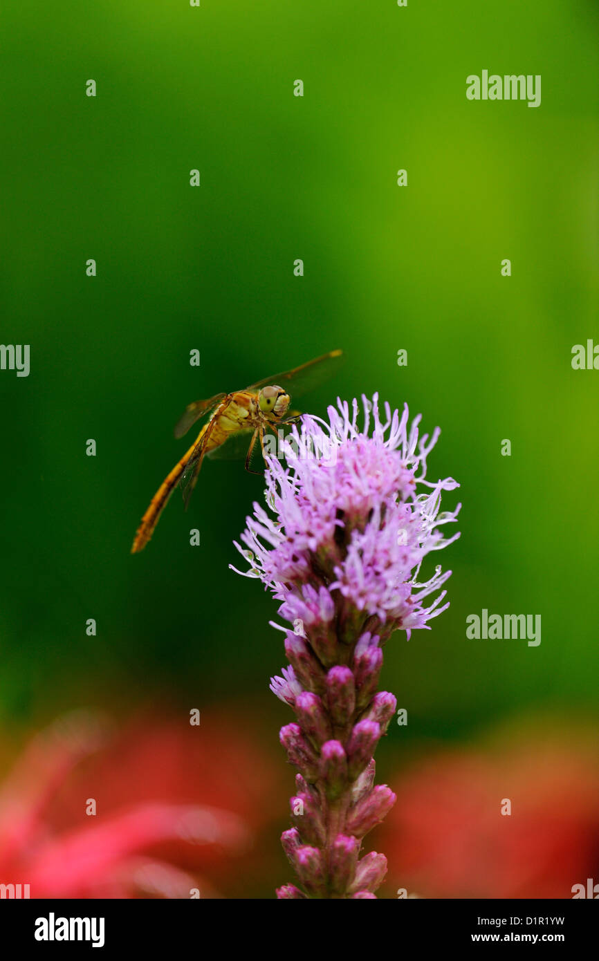 Di fronte bianco-meadowfly (Sympetrum obtrusum) appollaiato su blazing star in giardino, maggiore Sudbury, Ontario, Canada Foto Stock