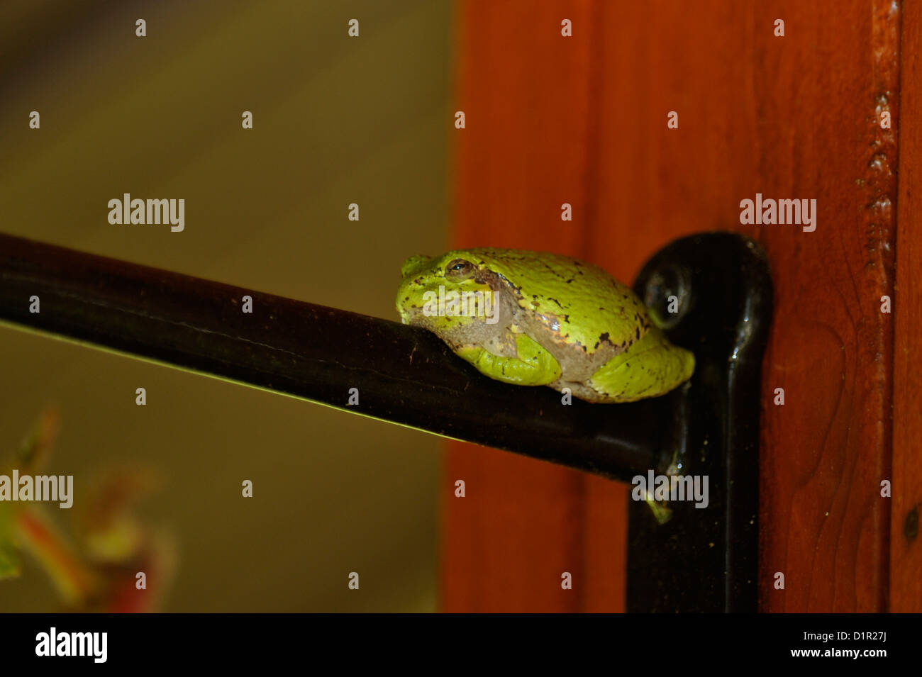 Orientale treefrog grigio (Hyla versicolor), maggiore Sudbury, Ontario, Canada Foto Stock