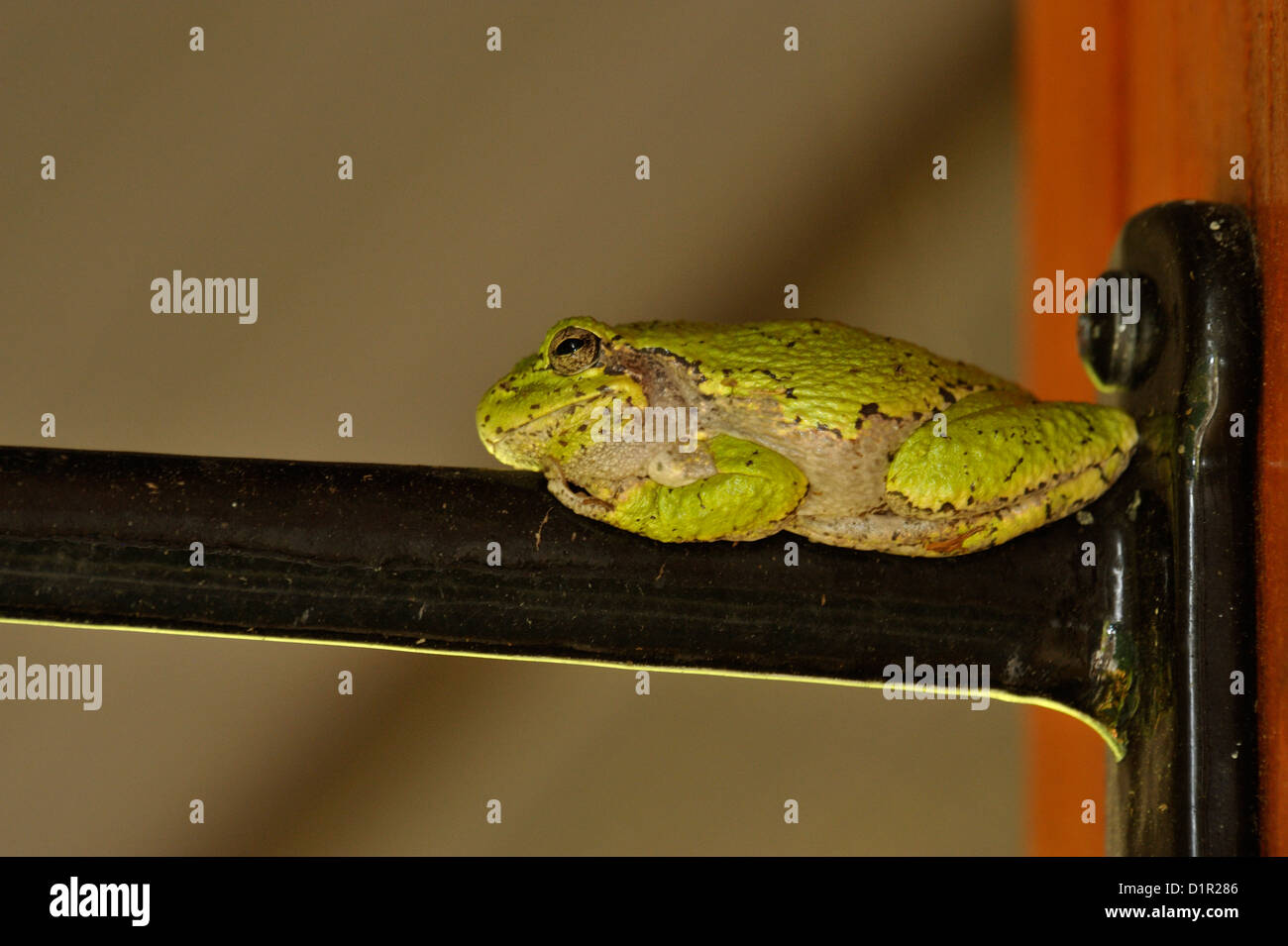 Orientale treefrog grigio (Hyla versicolor), maggiore Sudbury, Ontario, Canada Foto Stock