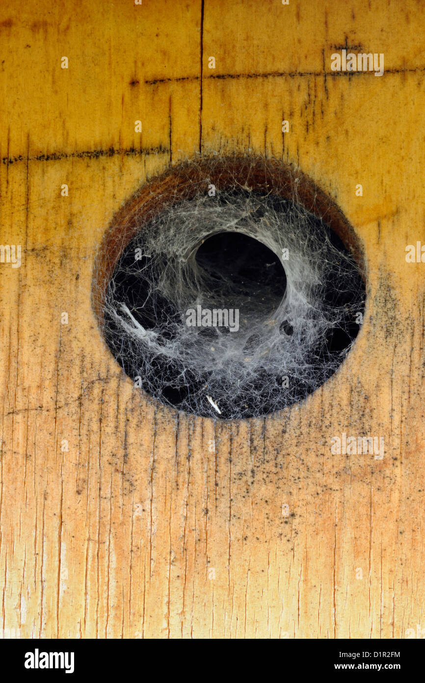 Imbuto spider web in ingresso di nidificazione di uccelli casella, Wanup, Ontario, Canada Foto Stock