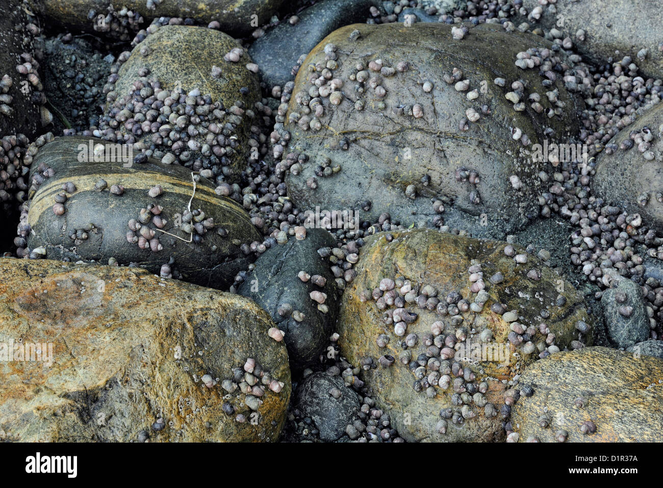 Northern dogwinkle striato (Nucella ostrina) aggrappati a rocce in splash zone a bassa marea, Whiffen Spit (Sooke), BC, Canada Foto Stock