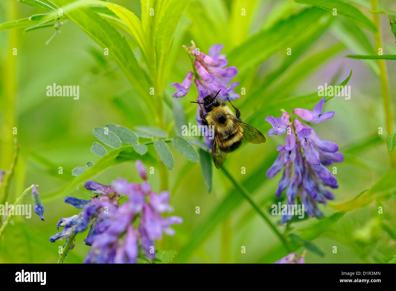 Bumblebeee (Bombus sp.) nectaring su wild veccia (Vicia spp.), maggiore Sudbury , Ontario, Canada Foto Stock