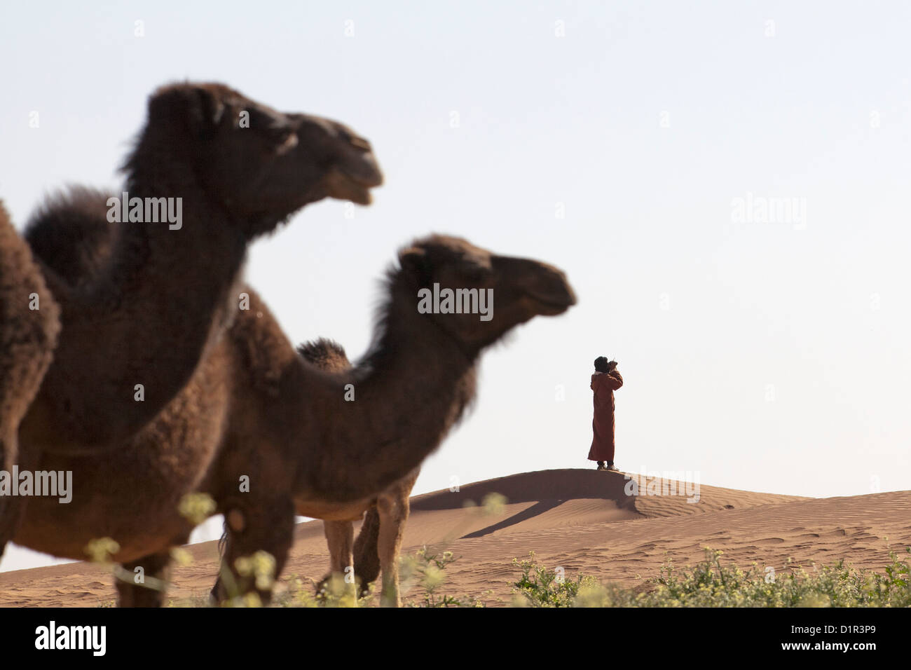 Il Marocco, M'Hamid, Erg Chigaga dune di sabbia. Deserto del Sahara. Cammelli mangiare fioritura bush. Driver del cammello su Outlook. Foto Stock