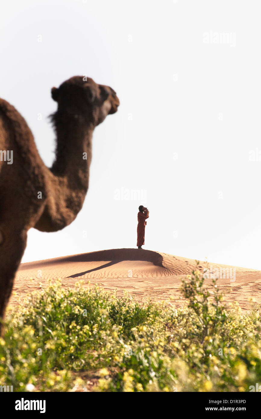 Il Marocco, M'Hamid, Erg Chigaga dune di sabbia. Deserto del Sahara. Camel mangiare fioritura bush. Driver del cammello su Outlook. Foto Stock