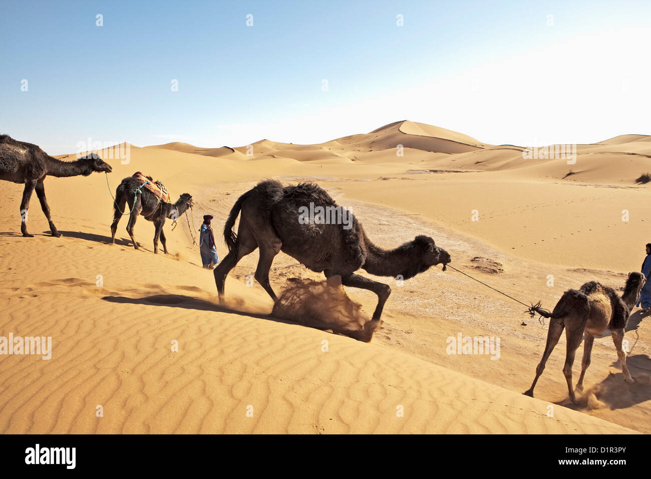 Il Marocco, M'Hamid, Erg Chigaga dune di sabbia. Deserto del Sahara. Driver del cammello e camel caravan. Foto Stock