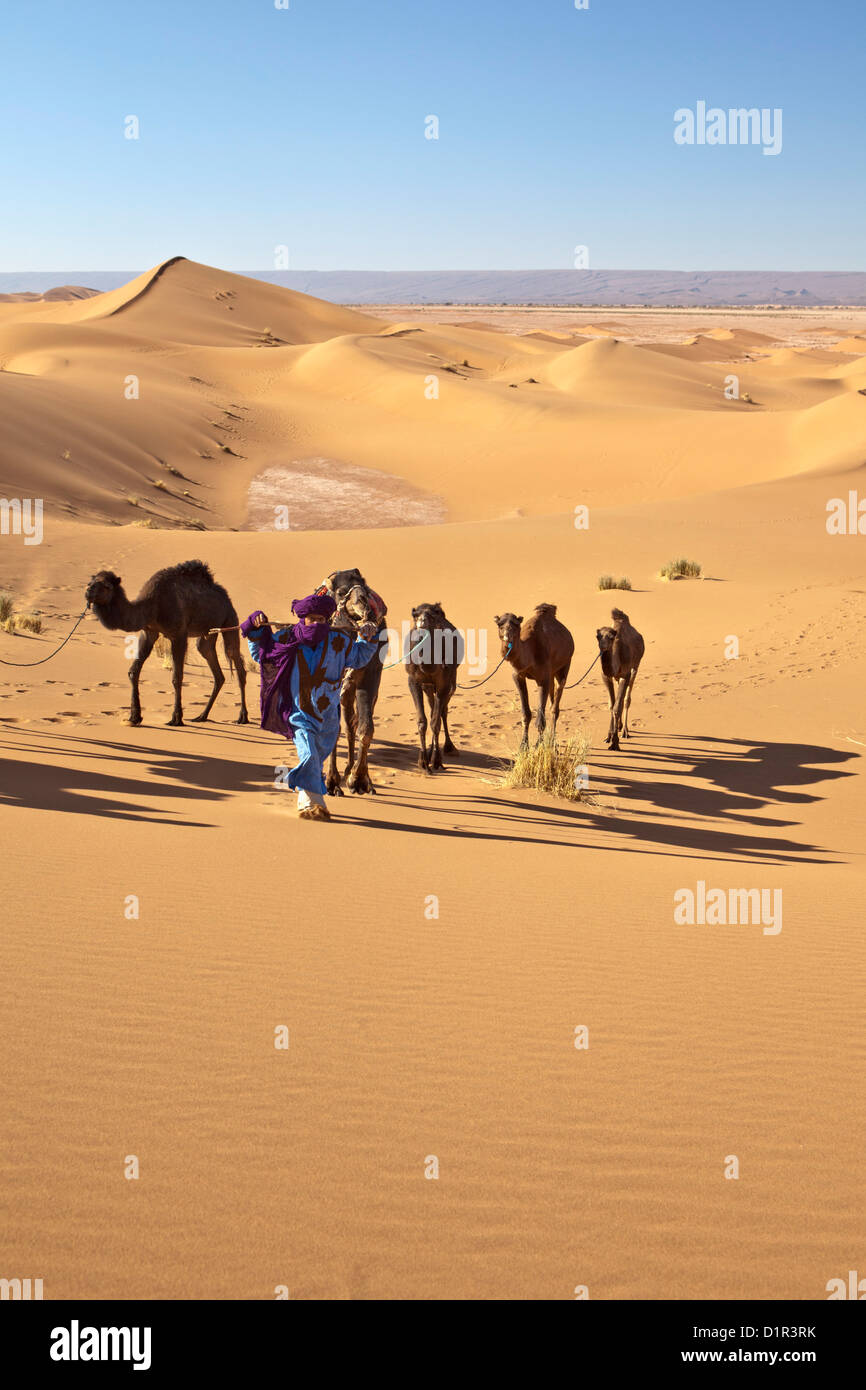 Il Marocco, M'Hamid, Erg Chigaga dune di sabbia. Deserto del Sahara. Driver del cammello e camel caravan. Foto Stock