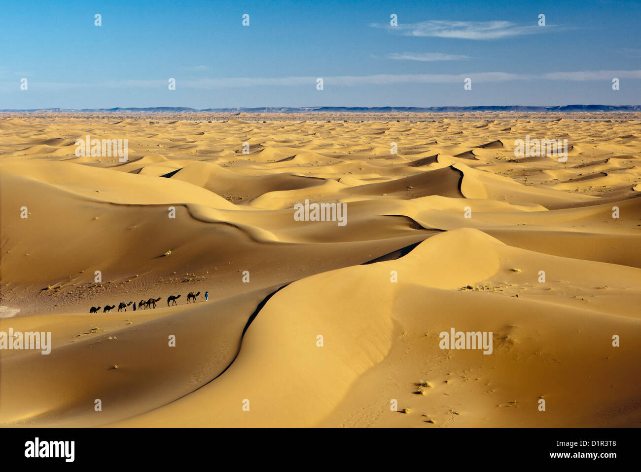 Il Marocco, M'Hamid, Erg Chigaga dune di sabbia. Deserto del Sahara. I driver del cammello e camel caravan. Foto Stock