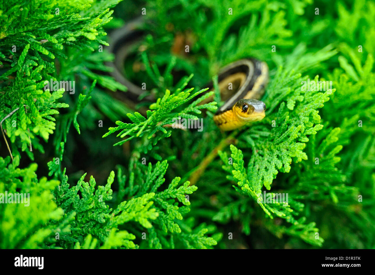 Giarrettiera orientale Snake (Thamnophis sirtalis sirtalis), maggiore Sudbury , Ontario, Canada Foto Stock