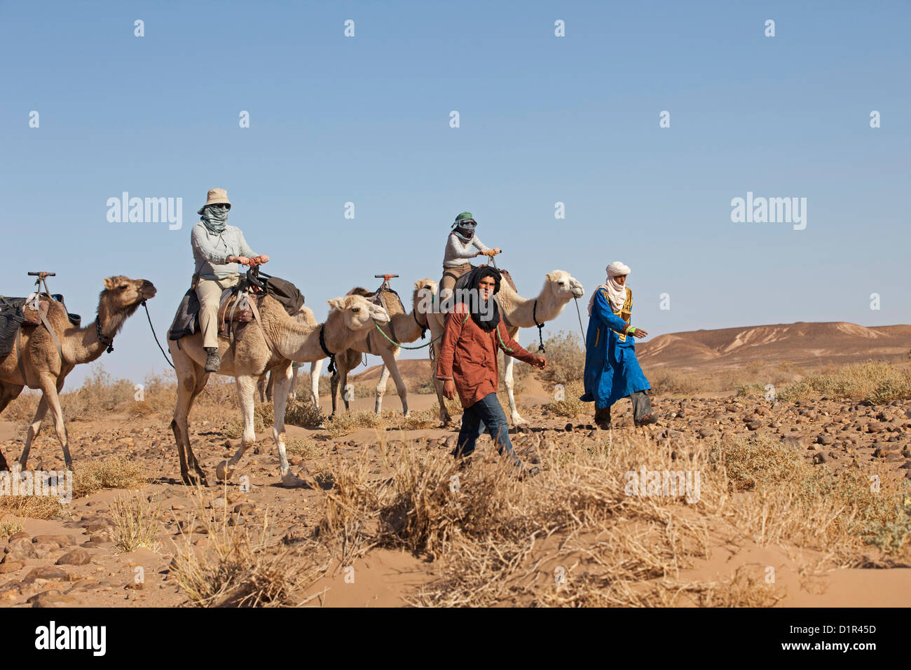 Il Marocco, M'Hamid, Erg Chigaga. Deserto del Sahara. Camel-driver, camel caravan e turisti rendendo sette giorni di tour attraverso il deserto. Foto Stock