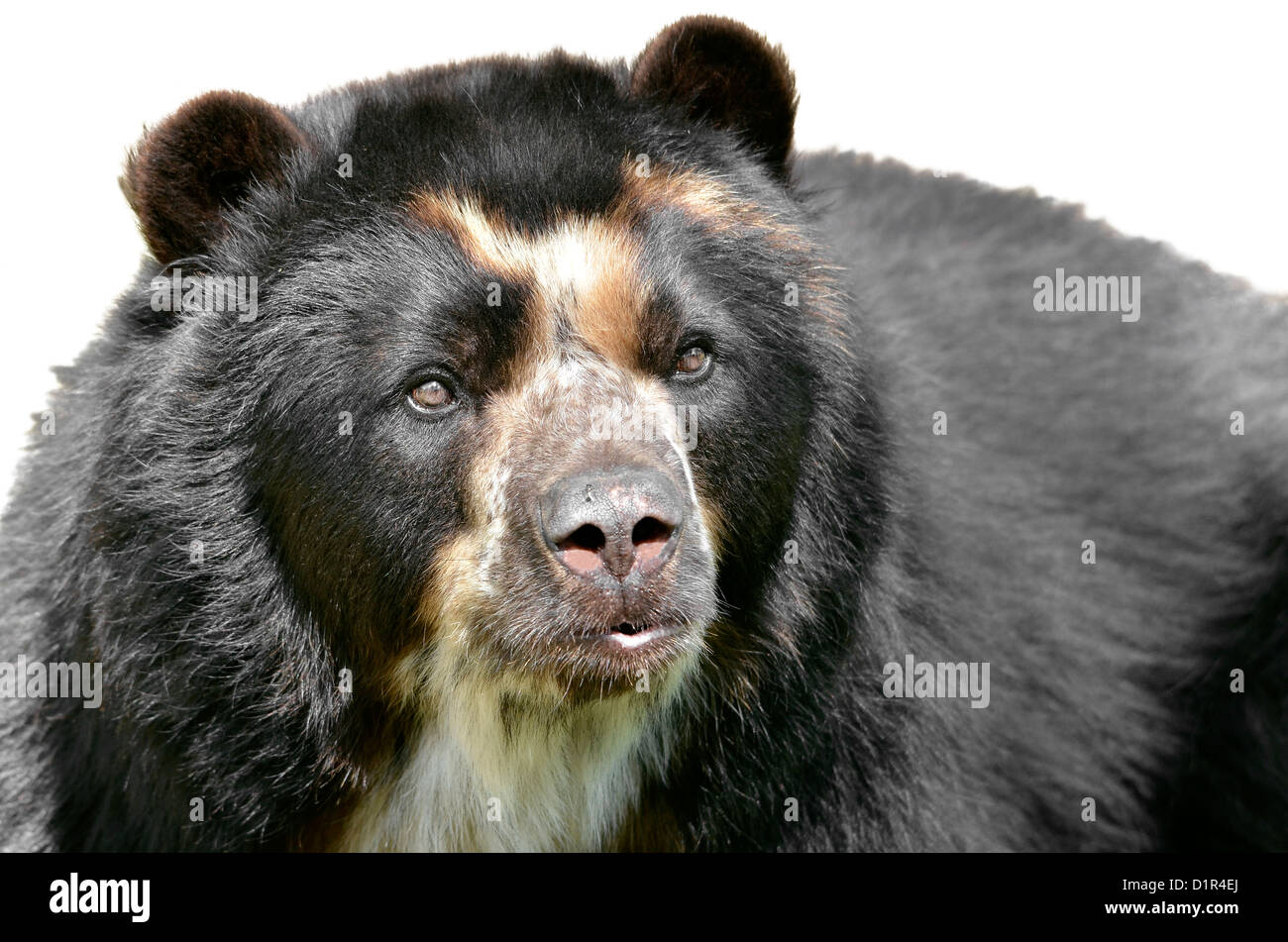 Ritratto frontale di orso andino (Tremarctos ornatus), noto anche come l'orso spectacled, isolato su sfondo bianco Foto Stock