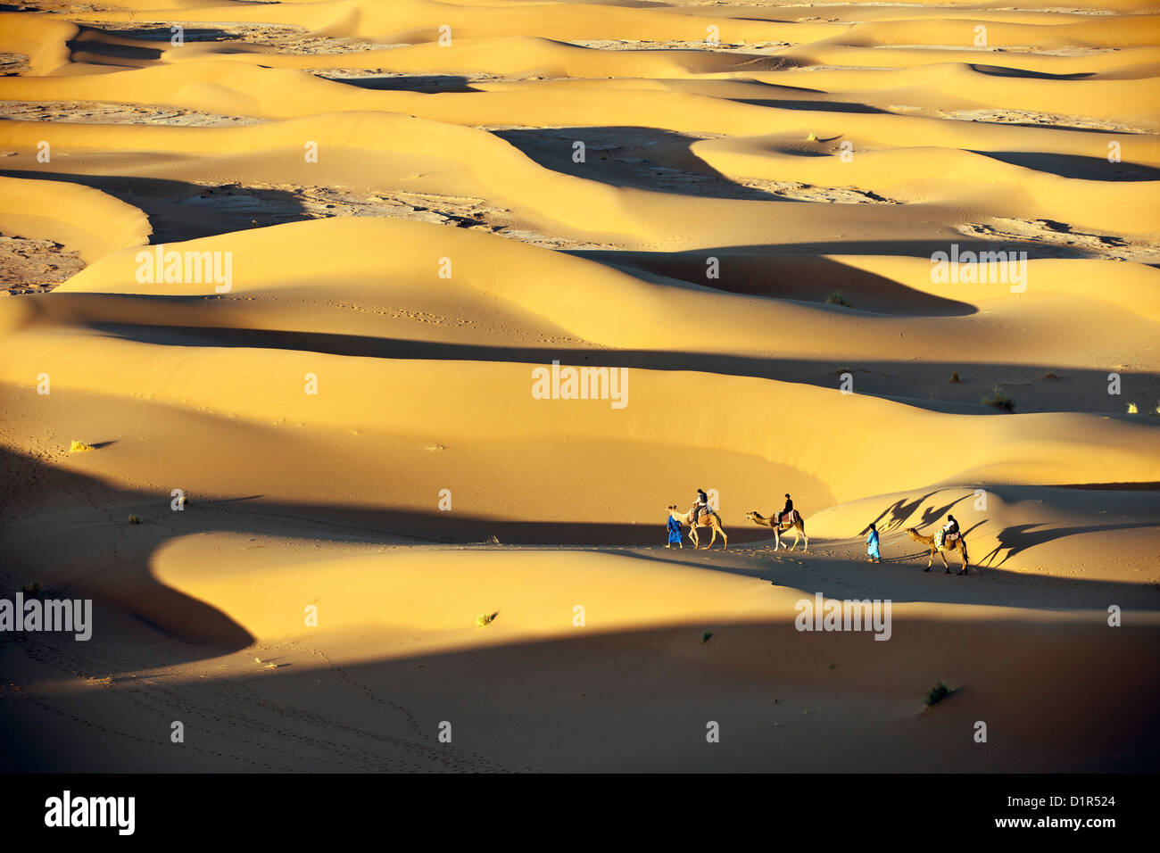 Il Marocco, M'Hamid, Erg Chigaga dune di sabbia. Deserto del Sahara. I turisti a dorso di cammello sulle dune di sabbia. Foto Stock