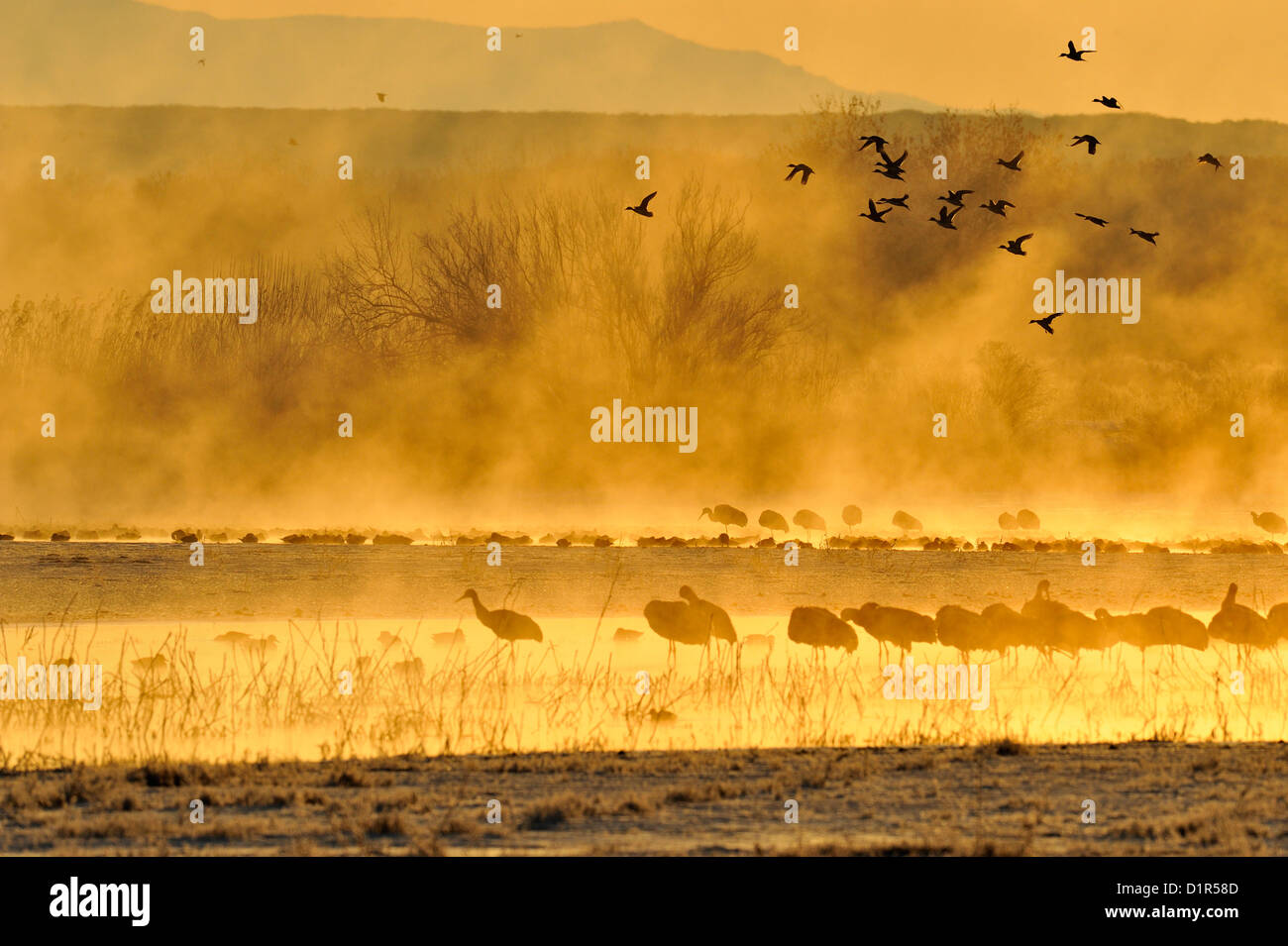 Sandhill gru (Grus canadensis) sono ' appollaiati individui in stagni all'alba, con volo di anatre, Bosque del Apache National Wildlife Refuge, nuovo Messico, STATI UNITI D'AMERICA Foto Stock