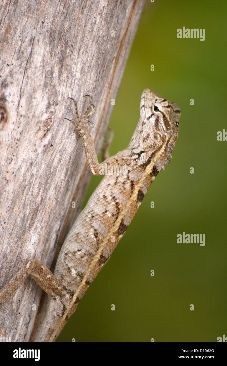 Lizard di arrampicarsi su un albero in Baa Atoll Maldive Foto Stock