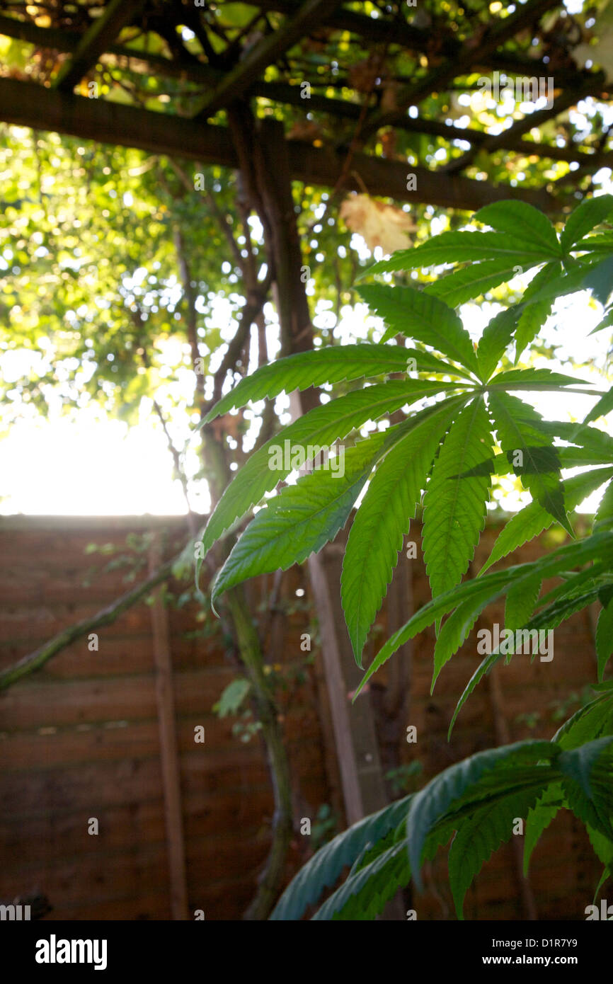 Piante di cannabis, marijuana, crescendo in vasi in back yard Foto Stock