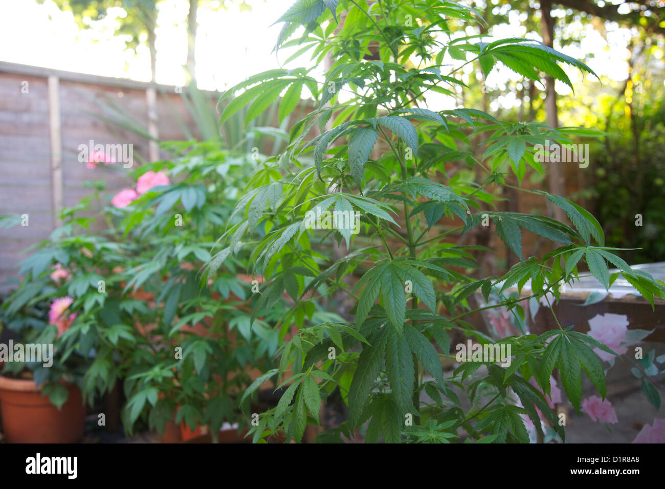 Piante di cannabis, marijuana, crescendo in vasi in back yard Foto Stock