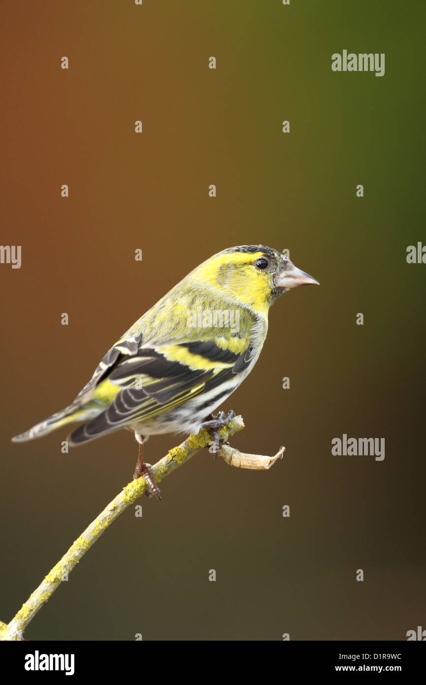 Lucherino Foto Stock