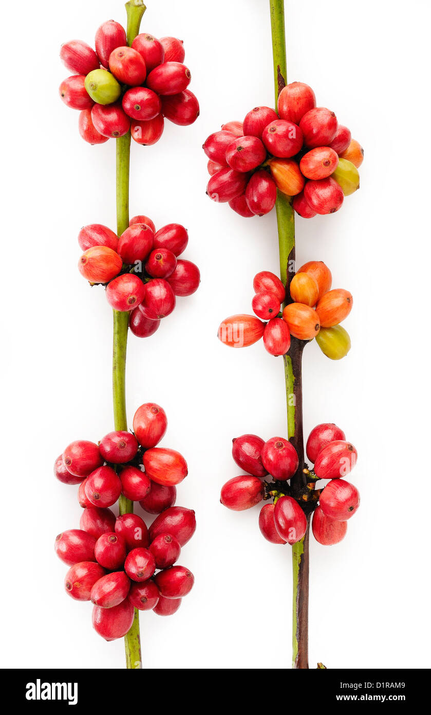 I chicchi di caffè su sfondo bianco Foto Stock