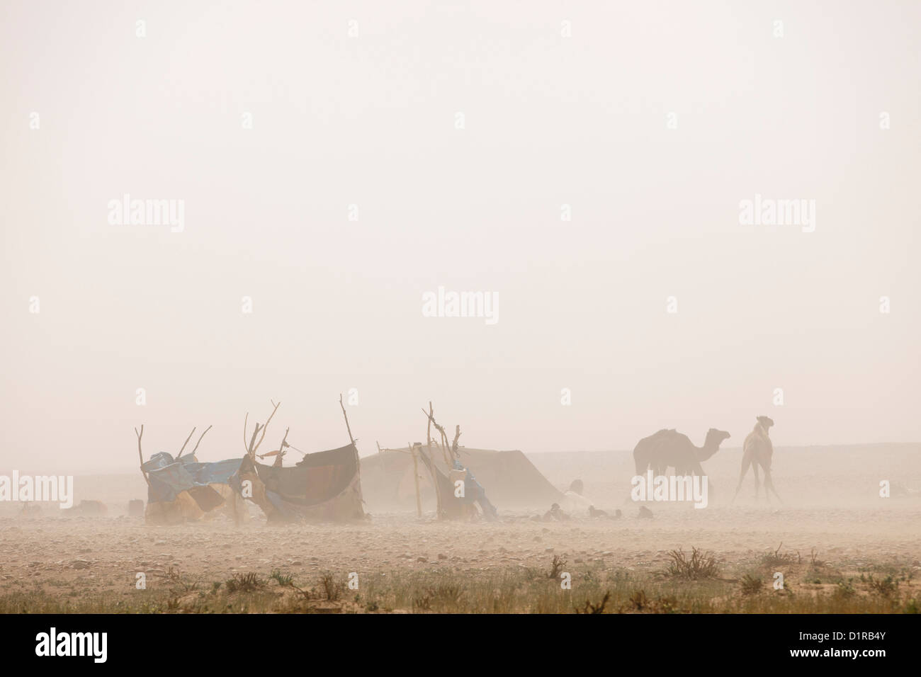 Il Marocco, M'Hamid, campo nomadi e cammelli. Foto Stock