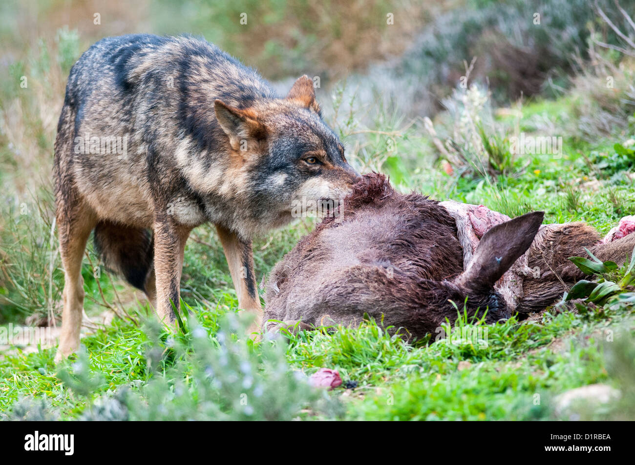 Lupo iberico di mangiare un cervo Foto Stock